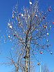 Osterbaum Vierschach - Osterbaum-Aktion 2018