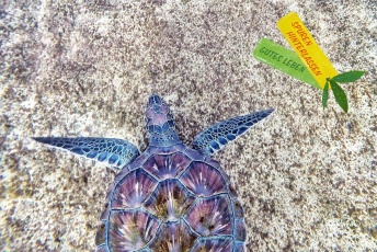 Bald mehr Plastik als Tiere im Meer: Die Prognose für 2050.